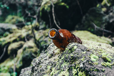 Close-up of bird perching on rock