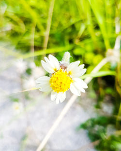 Close-up of white daisy flower