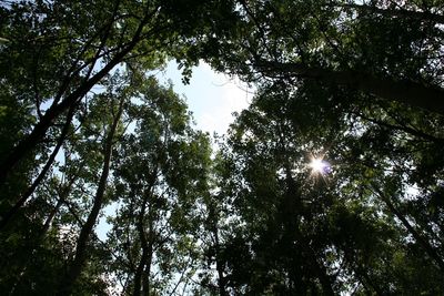 Low angle view of trees in forest against sky