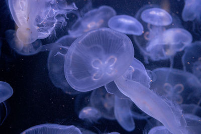 Close-up of jellyfish swimming in sea