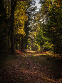 Trees in forest during autumn