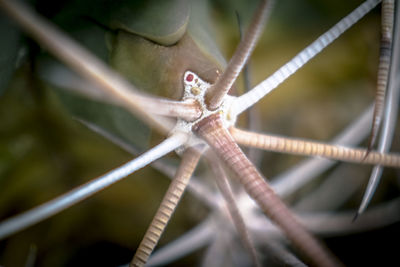 Close-up of insect on metal