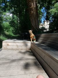 Portrait of dog on staircase by tree