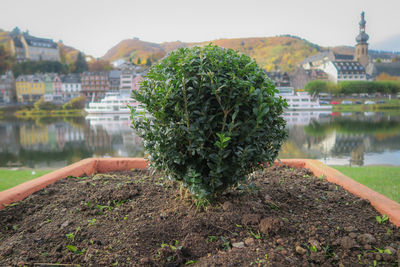 Plants by river against buildings in city
