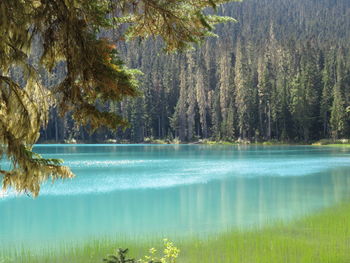 Scenic view of lake and trees in forest