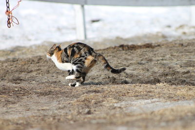 Cat running on field
