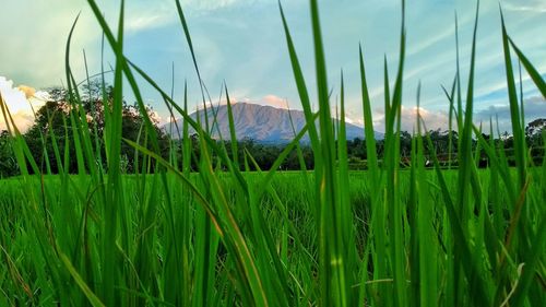 Close-up of grass on field against sky