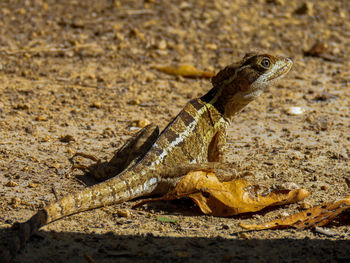 Close-up of lizard on land