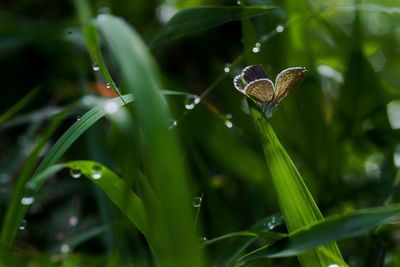 Close-up of butterfly on leaf