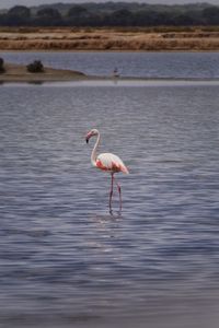 Side view of a bird in water