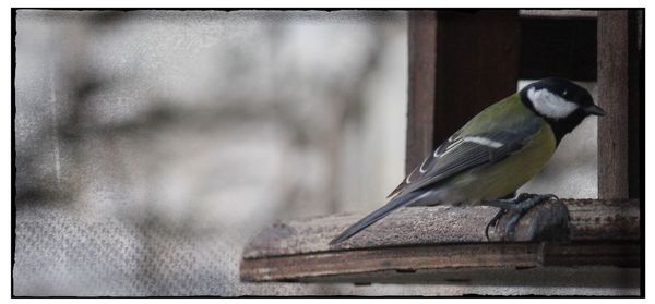 Close-up of bird perching