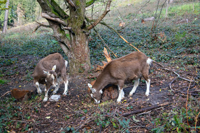 Deer in a forest