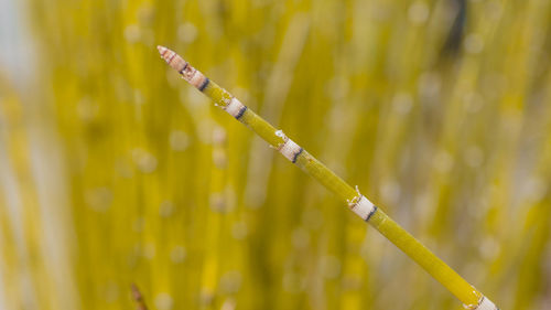 Close-up of crop growing on field