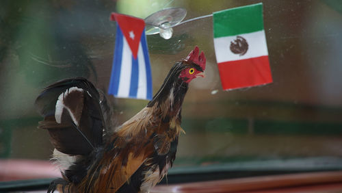 Close-up of bird against blurred background