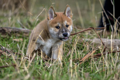 Portrait of dingo puppy