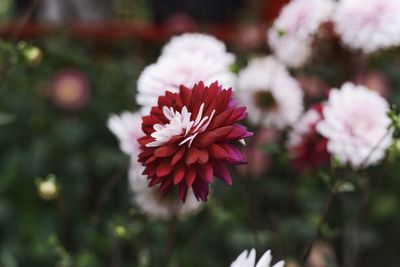 Close-up of pink flower blooming outdoors