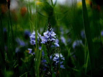 Close-up of purple flowering plant