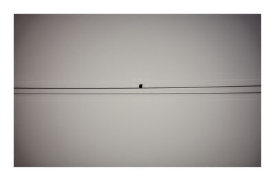 Silhouette of birds against clear sky