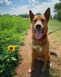 View of dog on field with flower