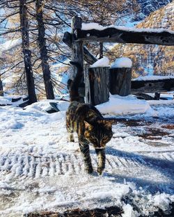 Cat on snow covered land