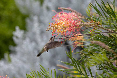 Close up view of an anna's hummingbird in southern california