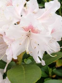 Close-up of white flowers blooming outdoors