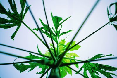 Close-up of plant against sky