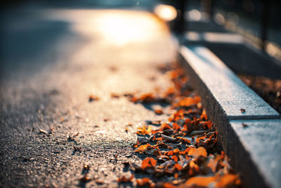 Close-up of fallen leaves on footpath