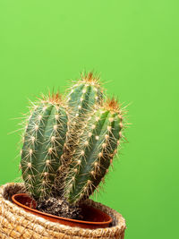 Close-up of potted plant