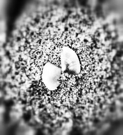 Close-up of seashells