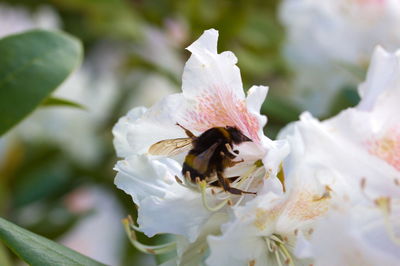 Close-up of bee on white flower