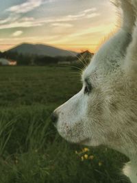 Close-up of dog against sky