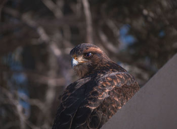 Close-up of a eagle-like bird, looking at the camera.