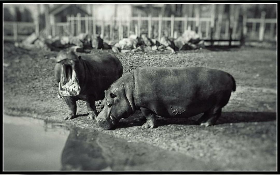 animal themes, no people, mammal, livestock, outdoors, animals in the wild, day, domestic animals, nature, rhinoceros, close-up