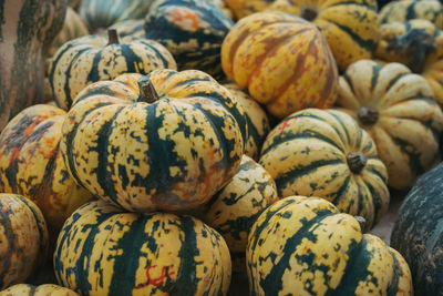 Colourful pumpkin for sale at a farmers market.