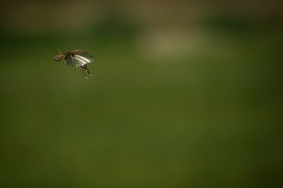 Close-up of insect flying