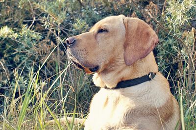 Dog looking away on grassy field