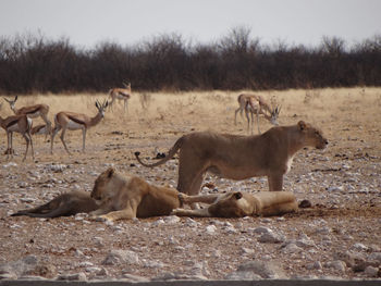Photo of a group of lions resting at a waterhole in namibia