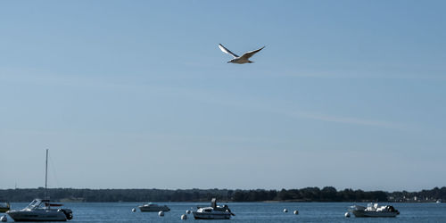 View of birds flying over sea