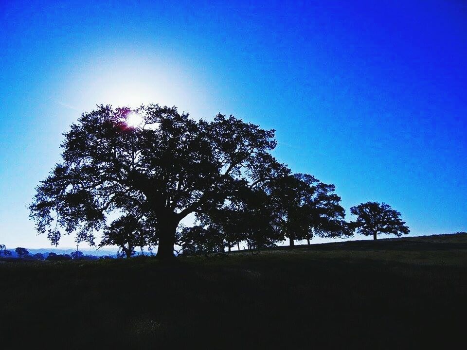 LOW ANGLE VIEW OF TREE AGAINST CLEAR SKY