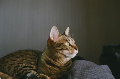 Close-up of cat sitting at home