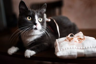 Close-up portrait of a cat