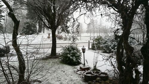 Trees by lake during winter