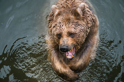 High angle view of dog swimming in lake