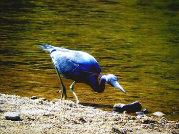 Bird perching on a lake