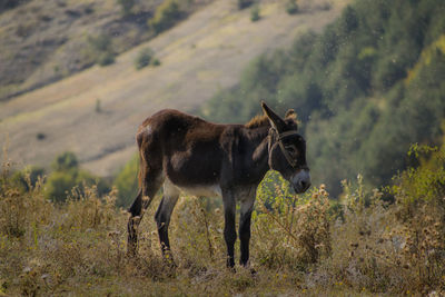 Horse standing in a field