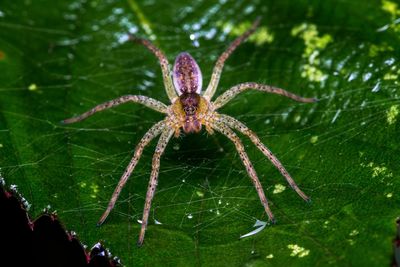 Close-up of spider on web