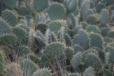 Close-up of cactus growing on field