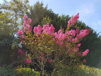 Pink flower tree against sky