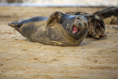 Close-up of an animal on beach